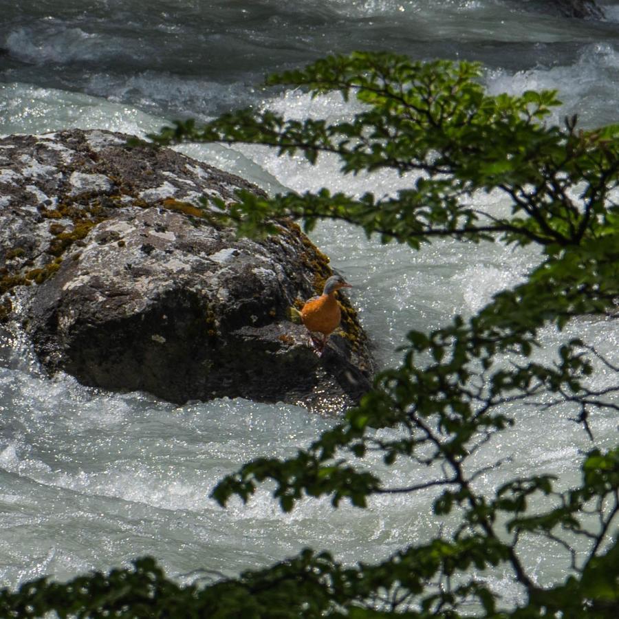 Refugio De Glaciares Hotel เอลชัลเตน ภายนอก รูปภาพ